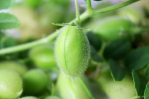 Chickpeas Calories, Protein and Benefits | My Trainer Fitness